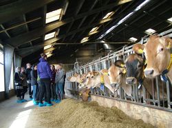 Ugens program bød blandt andet på et gårdbesøg ved en lokal landmand, hvor eleverne lærte om mælkeproduktion og fik klappet en ko eller to.