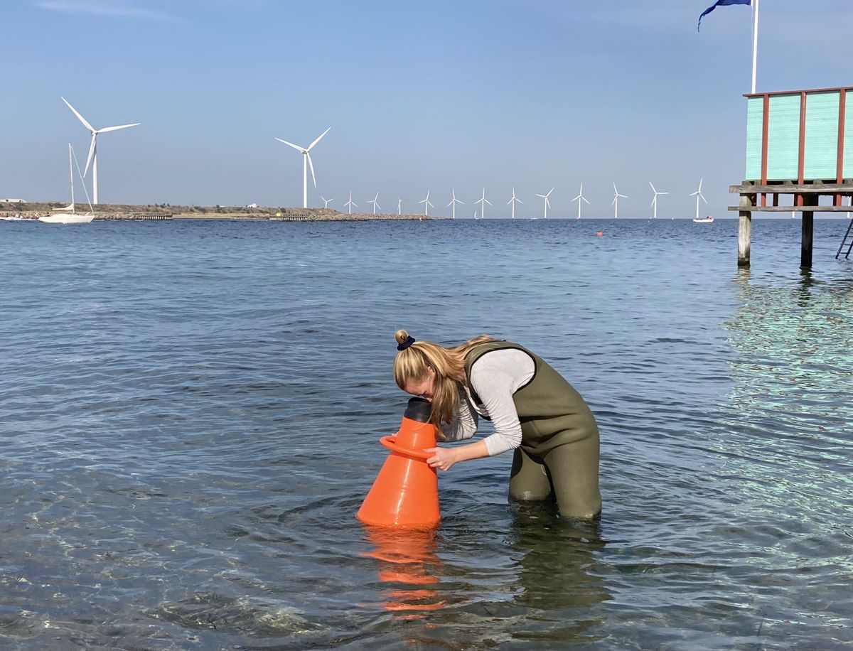 Underviser hos Naturcenter Amager Strand er i gang med at kortlægge tang og muslinger. Foto: Naturcenter Amager Strand Underviser hos Naturcenter Amager Strand er i gang med at kortlægge tang og muslinger. Foto: Naturcenter Amager Strand